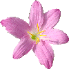 Zephyranthes rosea